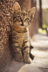 Lovely tabby kitten sits near the wall of the house on a sunny day. Young tabby gray cat resting outdoors in summer