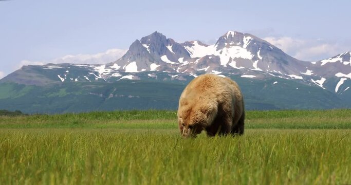 A brown bear grazes on grass in Katmai, Alaska.