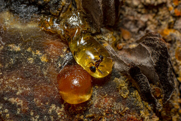 Pine resin amber color flows down the bark of the tree. Damaged pine bark dripping sticky resin