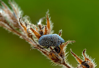 Close up  beautiful  insect in the garden