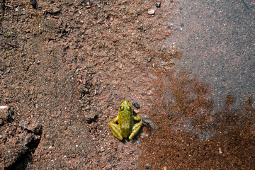 frog in sand near water from above