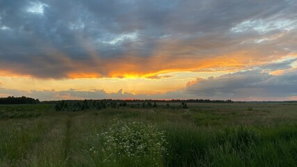 west elephant green fields summer orange sun dark clouds blue sky near Wlodawa