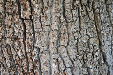beautiful wood grain forming textures