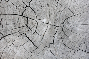 beautiful wood grain forming textures