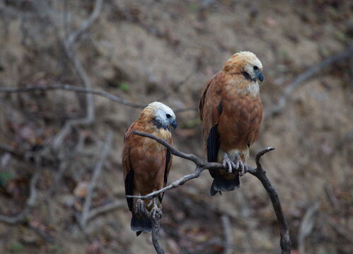 Closeup portrait of two Black-collared Hawks (Busarellus nigricollis) sitting on branch, Bolivia