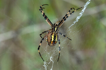 Close up Spider's nest,   Cobweb spider. They started making silk to protect their bodies and their eggs.