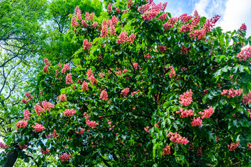 Fototapeta na wymiar Red horse chestnut (Aesculus carnea) blossoming at spring