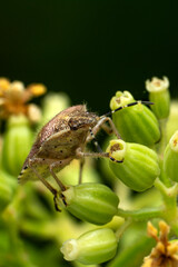 Close up  beautiful  insect in the garden