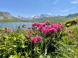 Obraz premium Alpenrosen mit Bergen und See im Hinergrund - Reisen im Sommer in der Schweiz