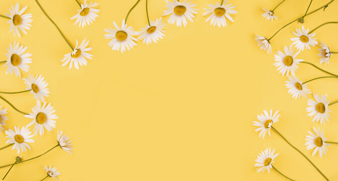 White daisy flowers on light  yellow background.