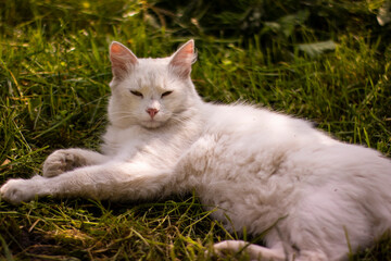 Naklejka na ściany i meble Photo of a white cat on the green grass