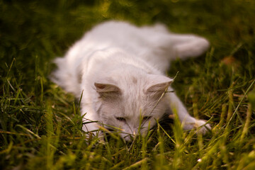 A white cat saw something in the green grass