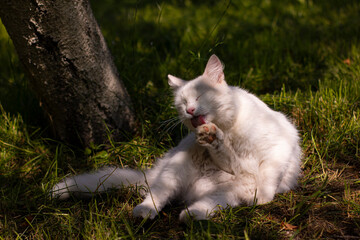 A white cat licks its paw in the garden