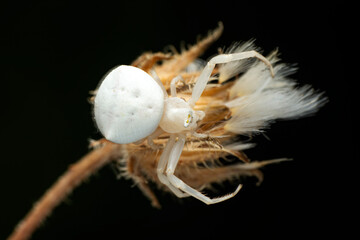 Macro of white crab spider (Misumena vatia) on petal daisy flower