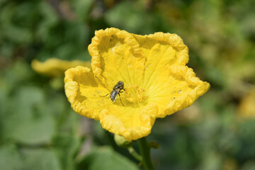 beautiful orange insect bug on a yellow flower sipping nectar and spreading pollen on a warm summer...