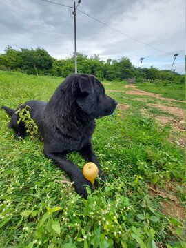 Imágenes de Cahorro descubre bancos de fotos, ilustraciones, vectores