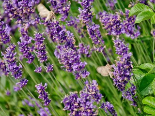 Schmetterling auf Lavendel im Garten