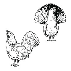 Hand drawn of an Capercaillie, sketch. Vector illustration isolated on a white background.