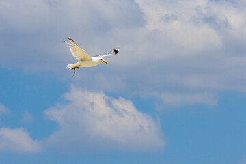 White sea gull fly above the sea