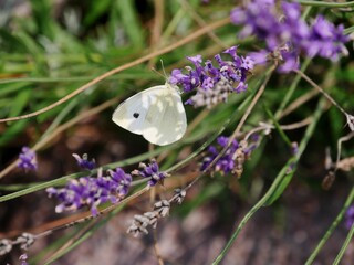 Weißer Schmetterling an lila Blüte