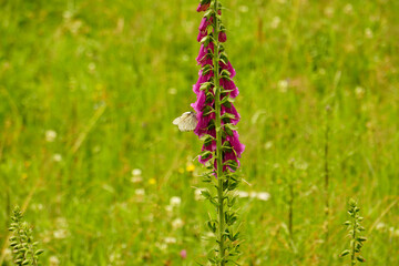 Schmetterlinge auf einer Blume