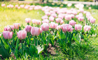 Tulip flowers with green leafy background in tulip field in winter or spring for postcard decoration and agriculture concept design.	