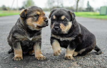 two puppies are sitting on the road. abandoned puppies concept. orphan puppies. call for help for pets. two