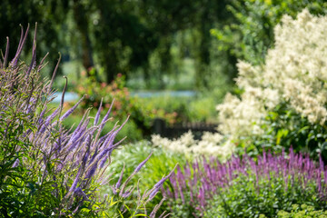 Obraz premium The Millennium Garden at Pensthorpe Natural Park, designed by Piet Oudolf, in Fakenham, North Norfolk. The garden is planted in naturalistic style.
