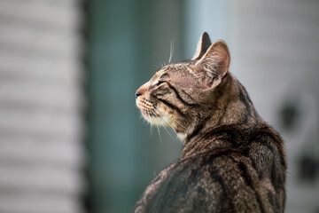  portrait of a gray tabby house cat in the greenery