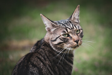  portrait of a gray tabby house cat in the greenery