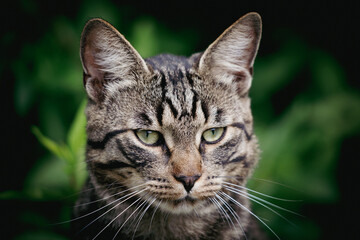  portrait of a gray tabby house cat in the greenery