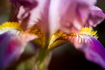 Fototapeta na wymiar close up of a pink iris. Floral background with shallow depth of field. 