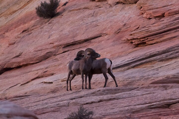 Before the Ram Fight