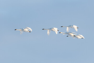 Obraz premium Large white tundra, trumpeter swans seen in spring time flying above with blue sky background. Long necks, flapping wings. 