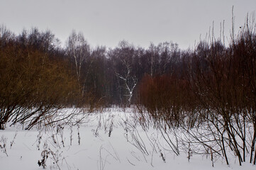 winter cloudy day in the forest