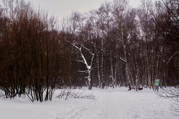 winter cloudy day in the forest