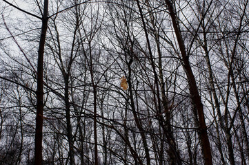 Obraz premium winter cloudy day in the forest