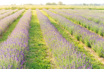 Fototapeta na wymiar Panorama of lavender field morning summer blur background. Summer lavender. Floral background. Shallow depth of field 