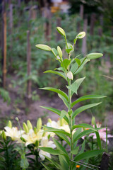 Lily buds. The flower is preparing to bloom, many buds on one stem.