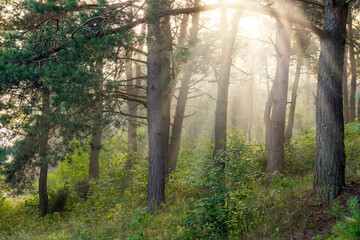 Beautiful sunny morning in the forest