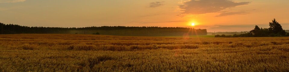 beautiful evening summer agricultural landscape. wide panoramic view of the golden grain field with light fog in front of the forest and village with a warm sunset and sunbeams
