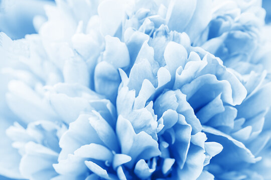 Defocused pastel, blue dahlia petals macro, floral abstract background. Close up of flower dahlia for background, Soft focus.