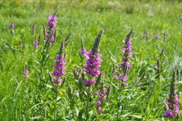 Lythrum salicaria grows on the riverbank and in wet places