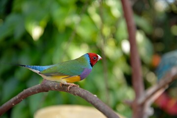bird