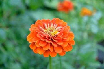 orange flower