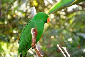 green parrot on a branch