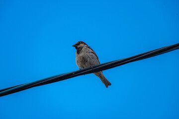 a sparrow is sitting on a wire against the background of a blue sky