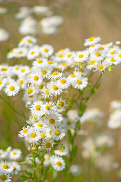 Bl&uuml;hendes Berufkraut, Erigeron annuus