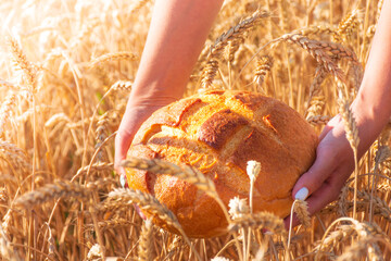 Girl in hands holds round bread among wheat field, hot summer day