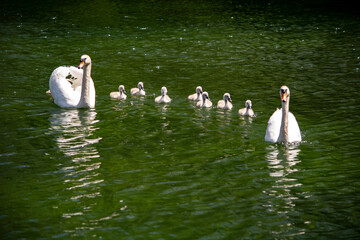 rodzina łabędzi  © Dariusz Grochal 